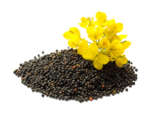 Rapeseeds