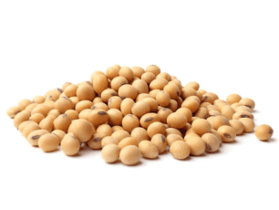 Soybean